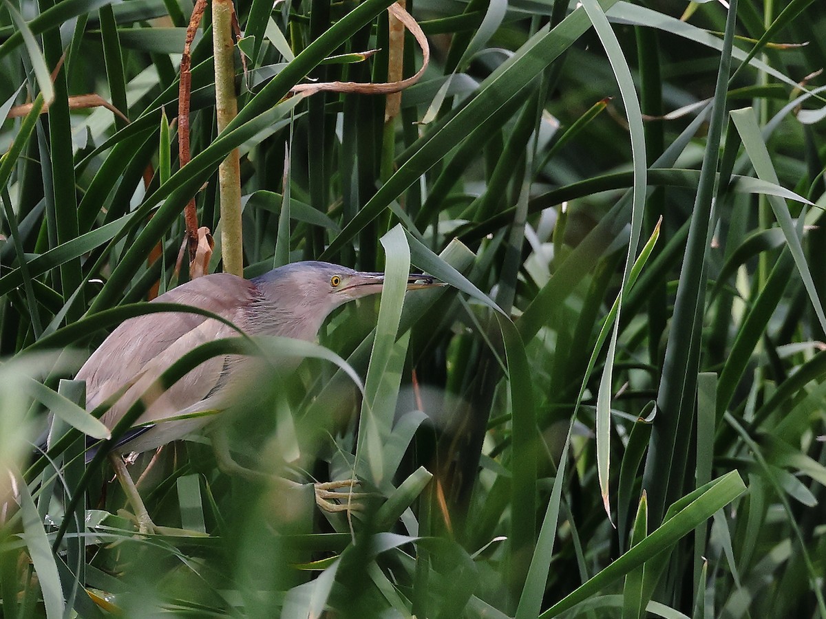 Yellow Bittern - ML620739731