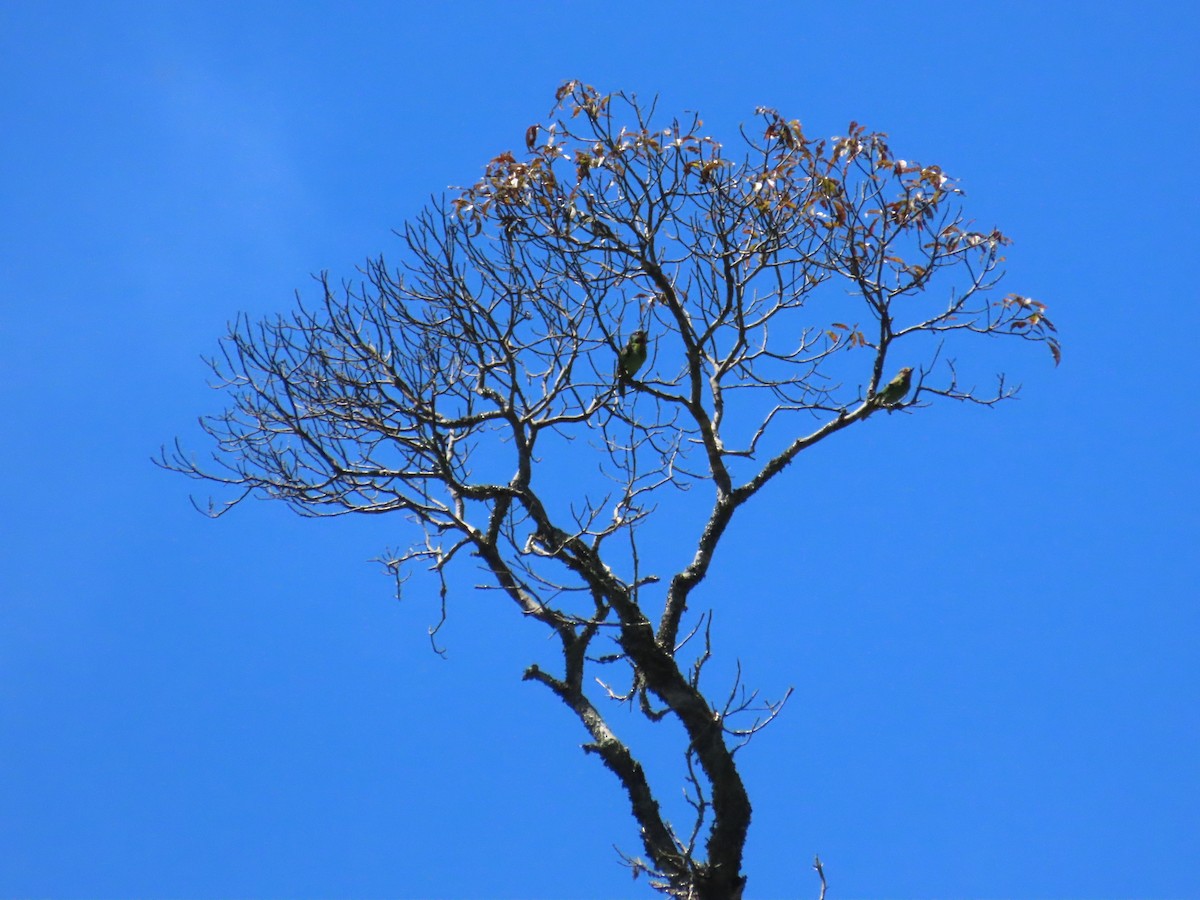 Taiwan Barbet - ML620739735