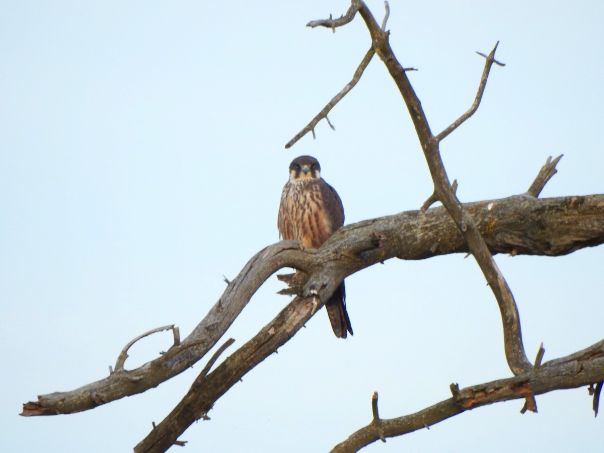 Eleonora's Falcon - ML620739738