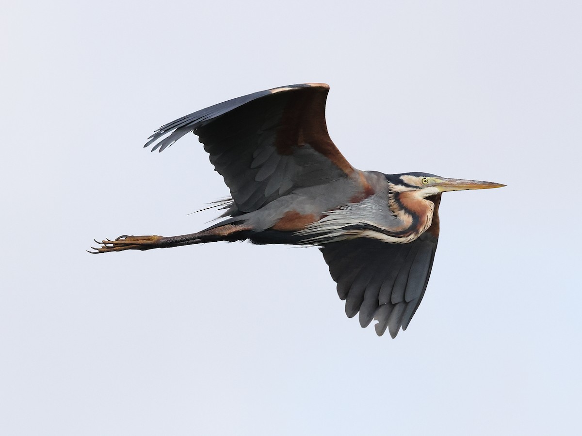 Purple Heron - ML620739740