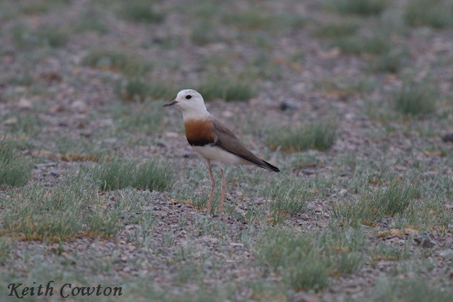 Oriental Plover - ML620739741