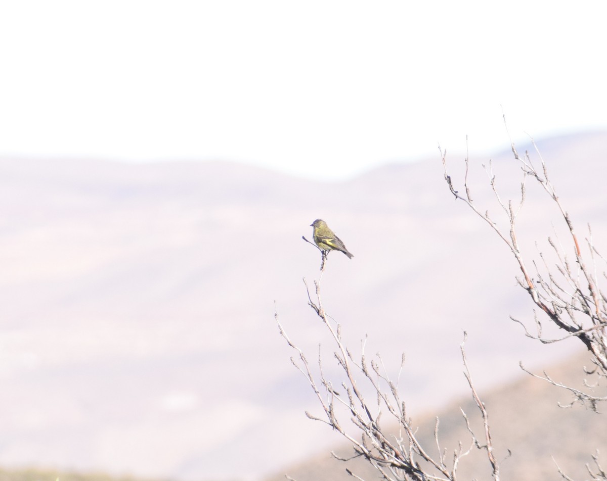 Hooded Siskin - ML620739743