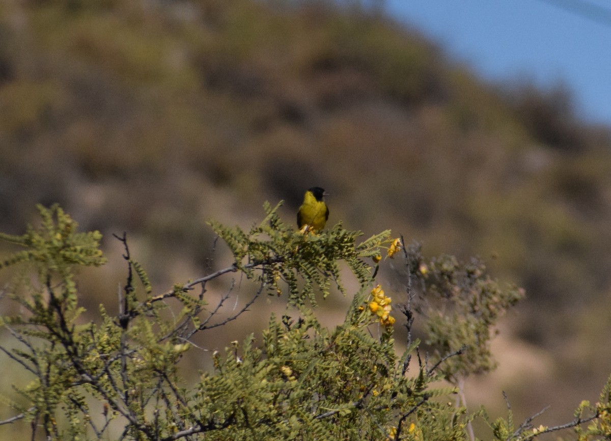 Hooded Siskin - ML620739745