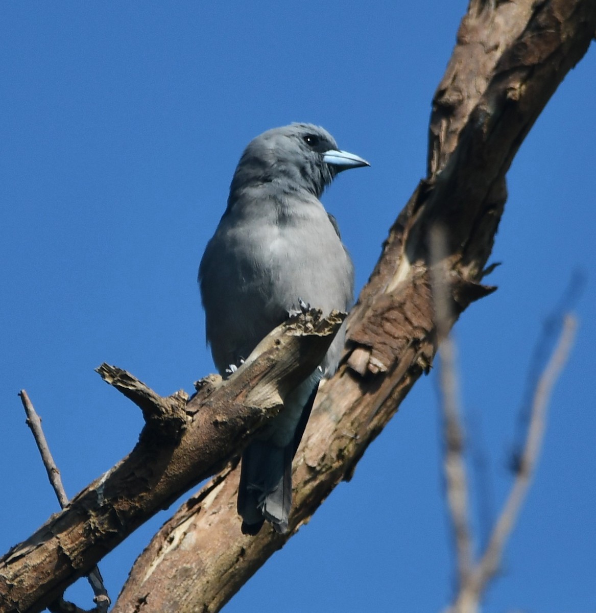 Ashy Woodswallow - ML620739748