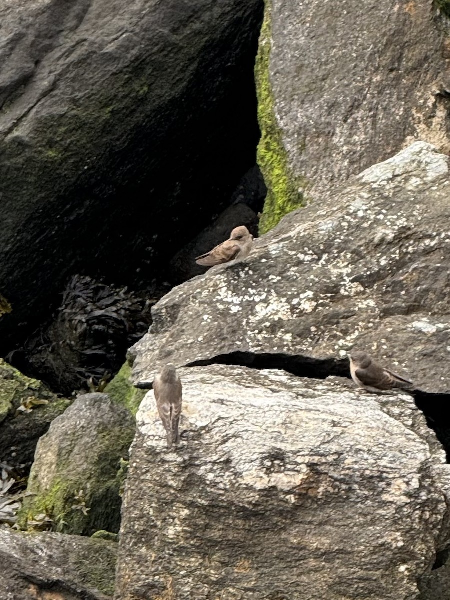 Northern Rough-winged Swallow - ML620739758