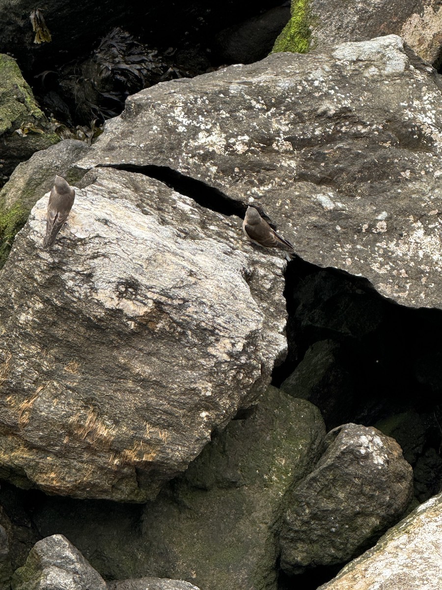 Northern Rough-winged Swallow - ML620739759