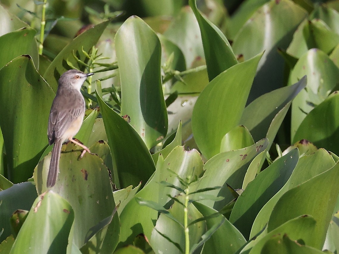 Plain Prinia - ML620739764