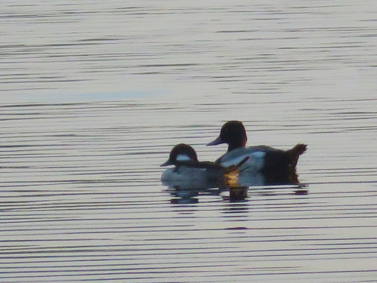 Lesser Scaup - ML620739777