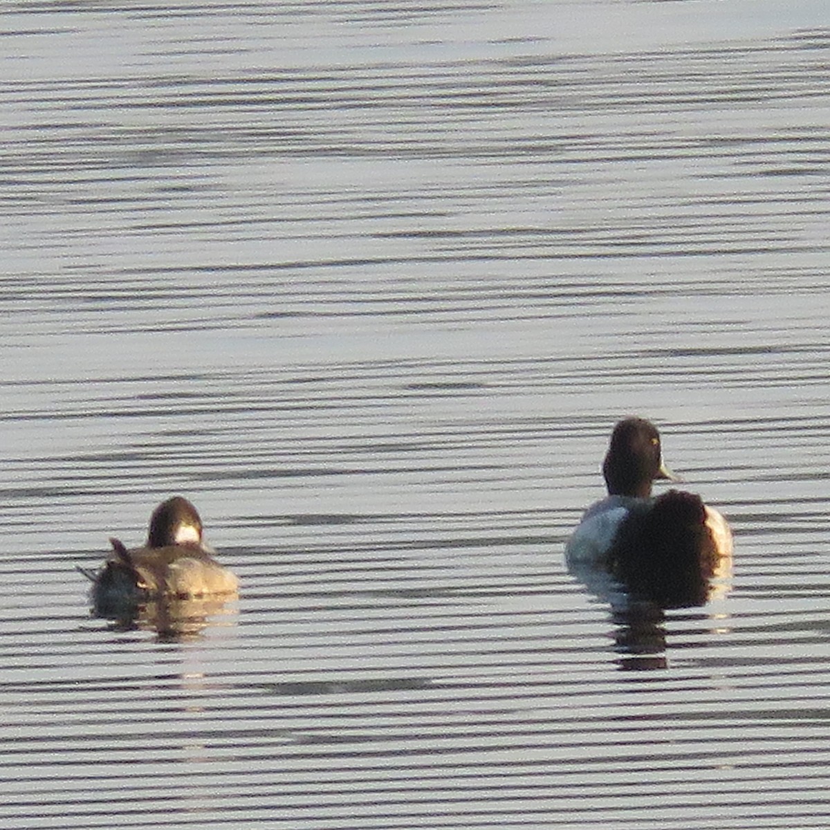 Lesser Scaup - ML620739779