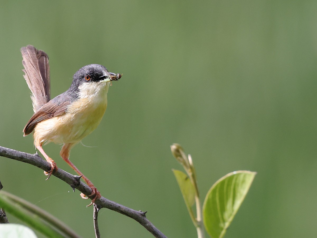 Prinia Cenicienta - ML620739782