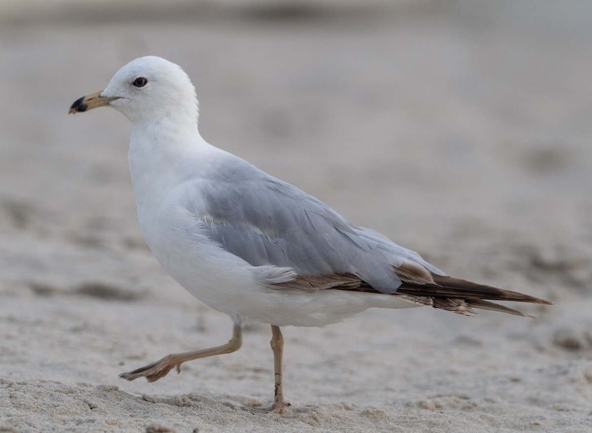 Ring-billed Gull - ML620739784