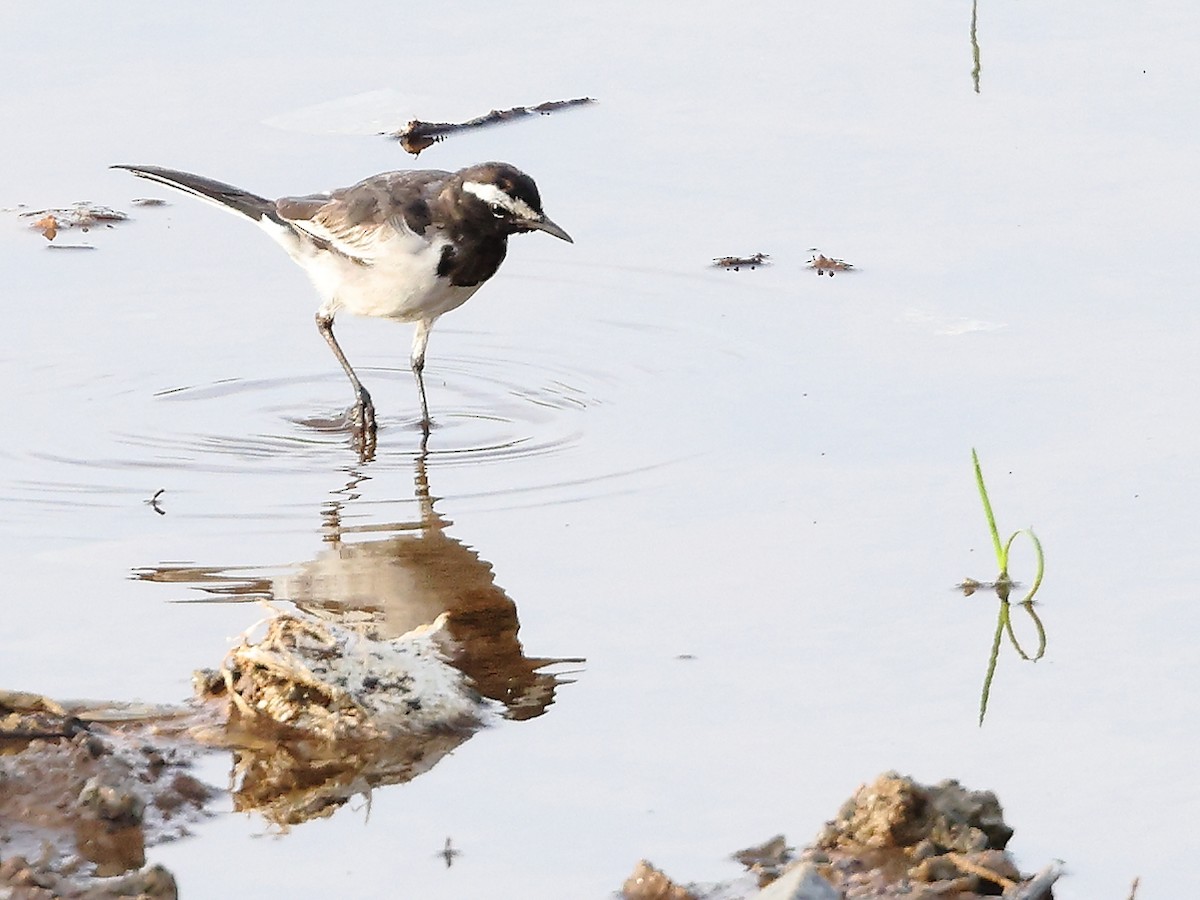 White-browed Wagtail - ML620739787