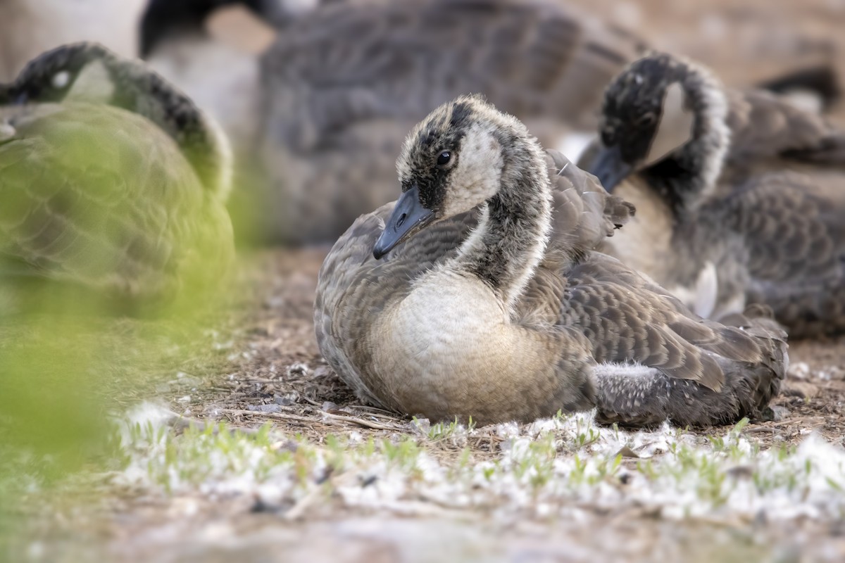 Canada Goose (moffitti/maxima) - ML620739791