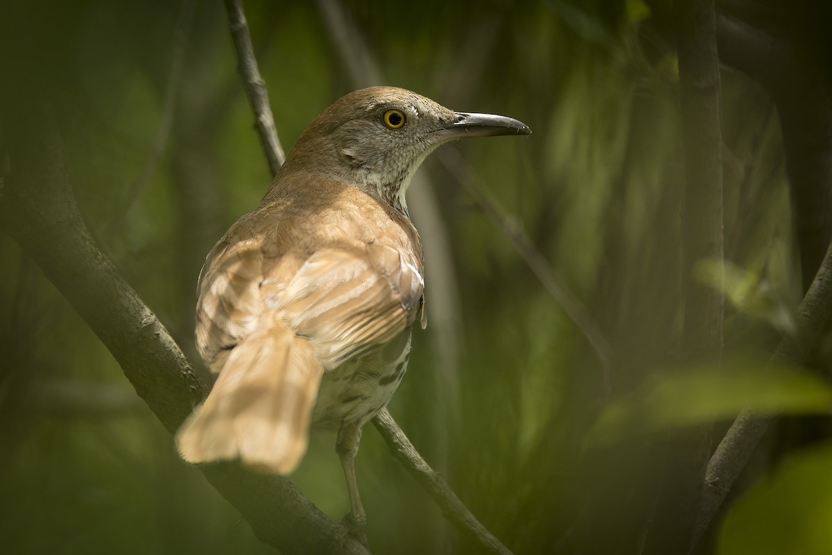 Brown Thrasher - Michael Bowen