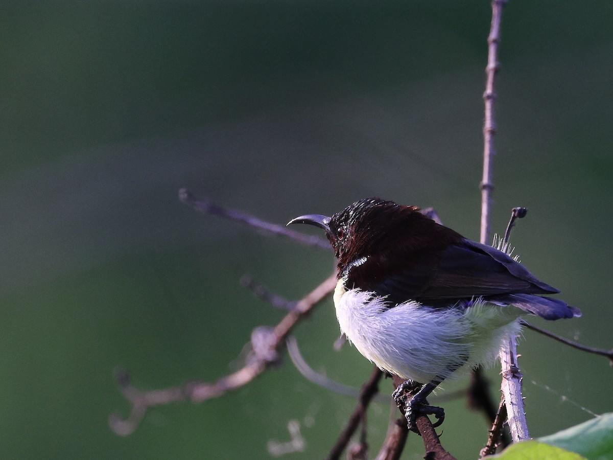 Purple-rumped Sunbird - ML620739793