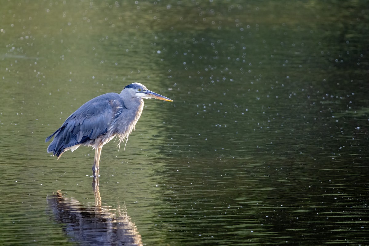 Great Blue Heron (Great Blue) - ML620739794