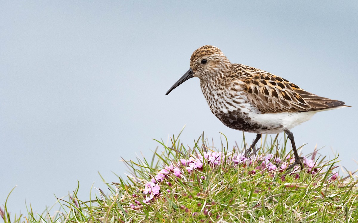 Dunlin (schinzii) - ML620739798