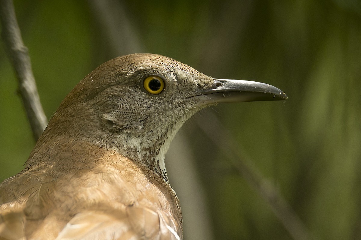 Brown Thrasher - ML620739799