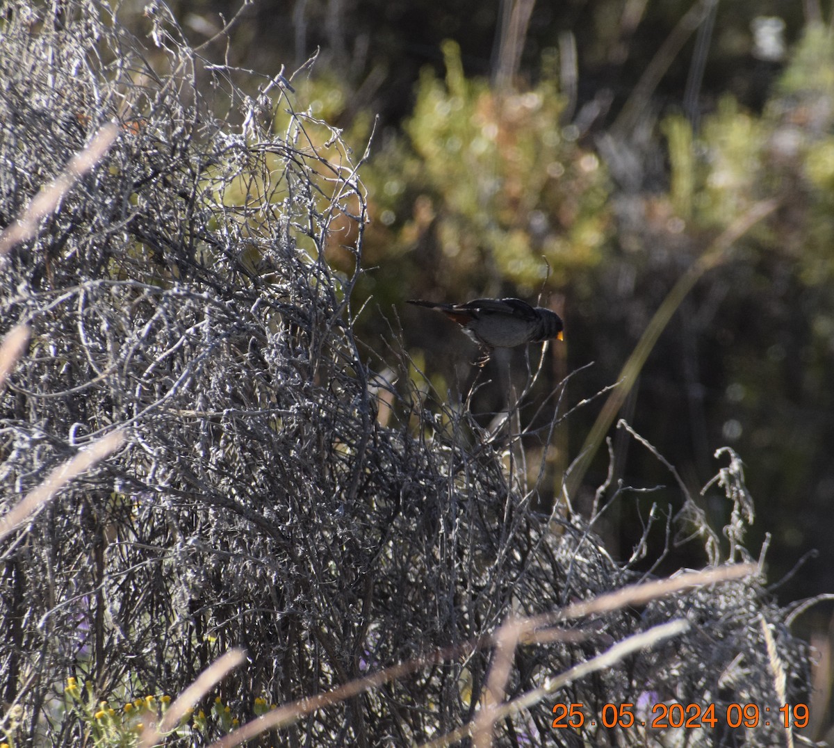 Mourning Sierra Finch - ML620739803