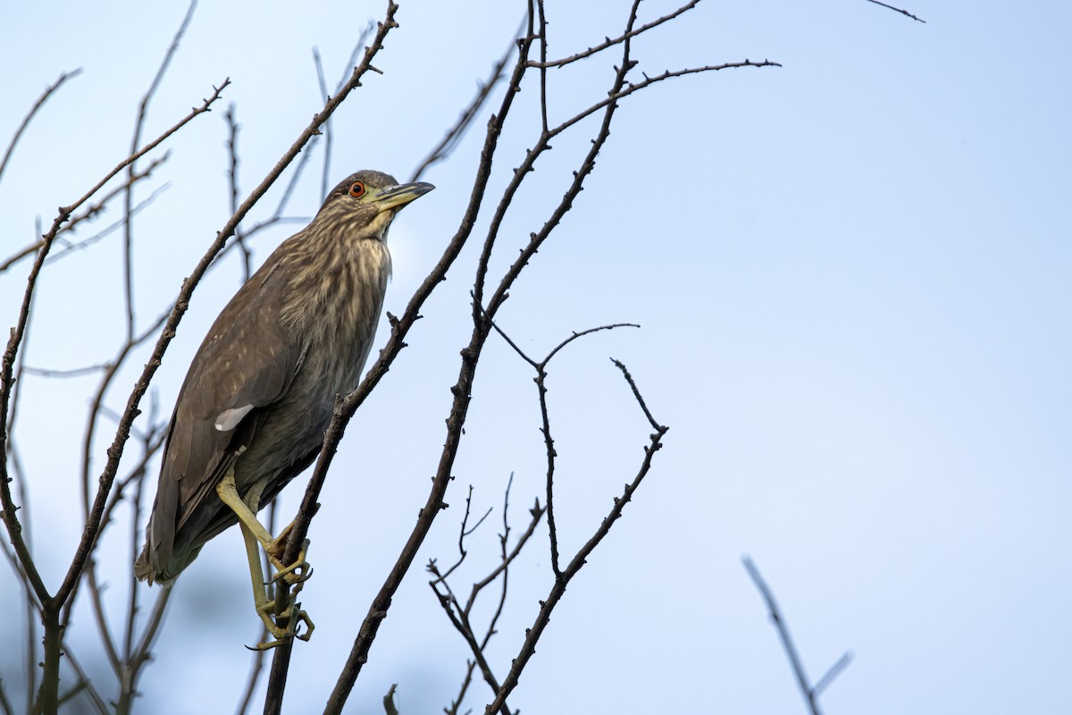 Black-crowned Night Heron (American) - ML620739807