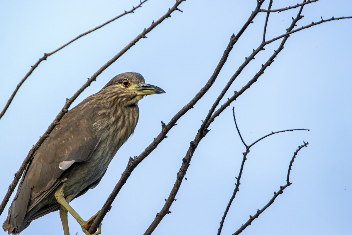 Black-crowned Night Heron (American) - ML620739809