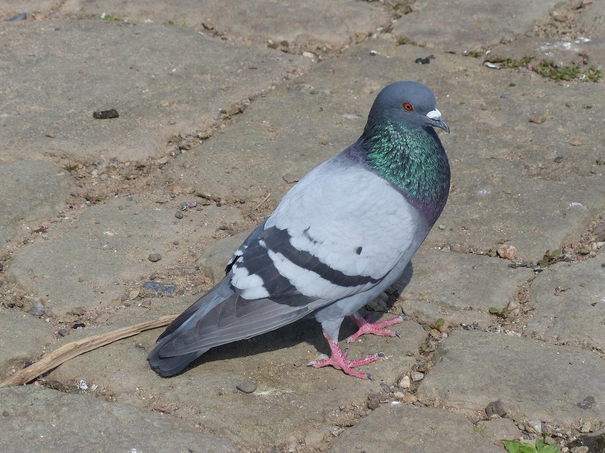 Rock Pigeon (Feral Pigeon) - ML620739810