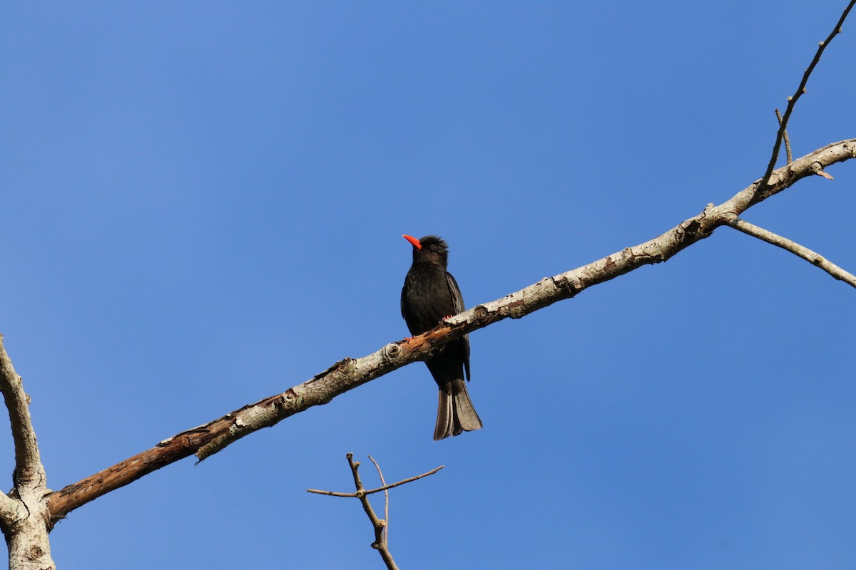 Bulbul Negro - ML620739814