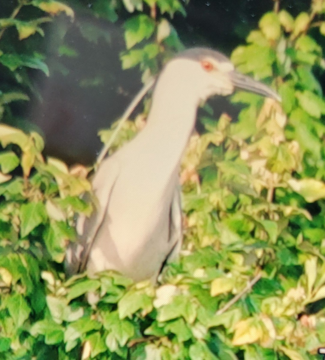 Black-crowned Night Heron - ML620739827