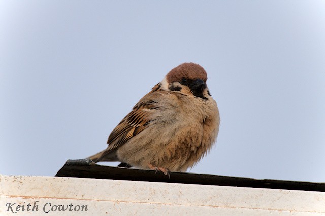 Eurasian Tree Sparrow - ML620739830