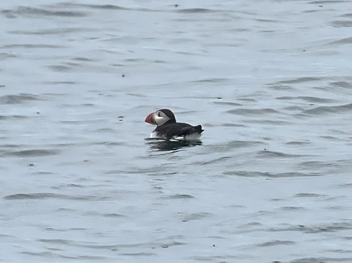 Atlantic Puffin - ML620739831