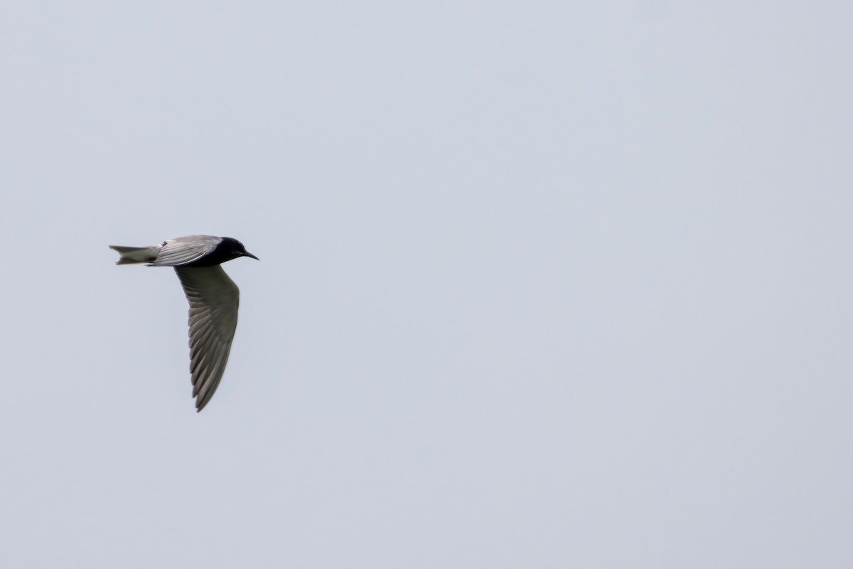 Black Tern - ML620739835