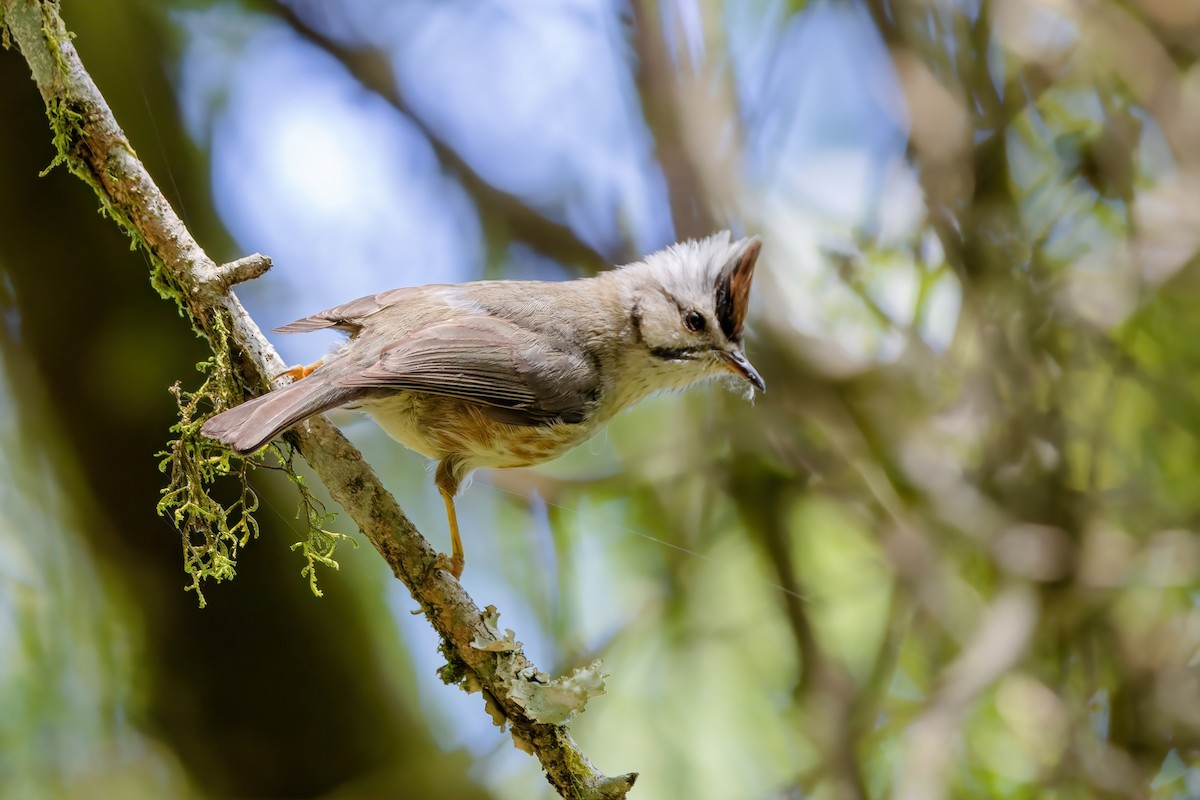 Taiwan Yuhina - ML620739839