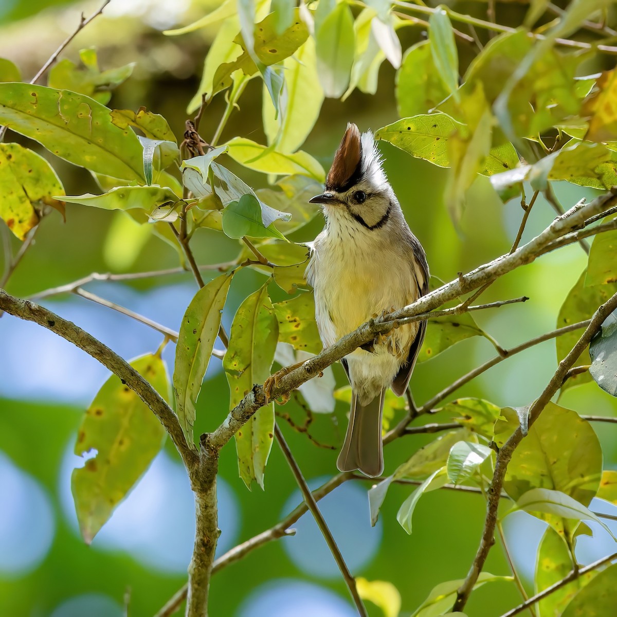 Taiwan Yuhina - ML620739840