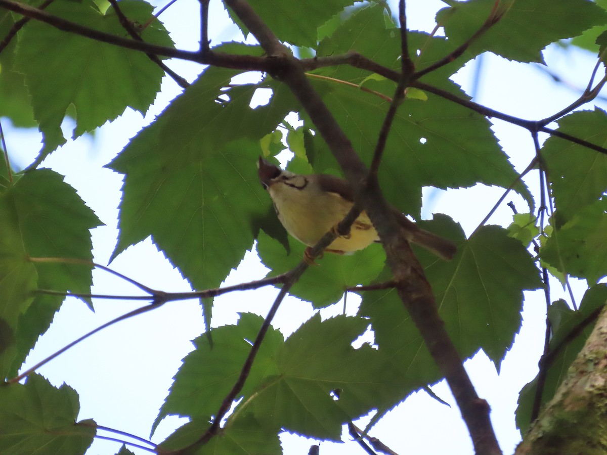 Taiwan Yuhina - ML620739841