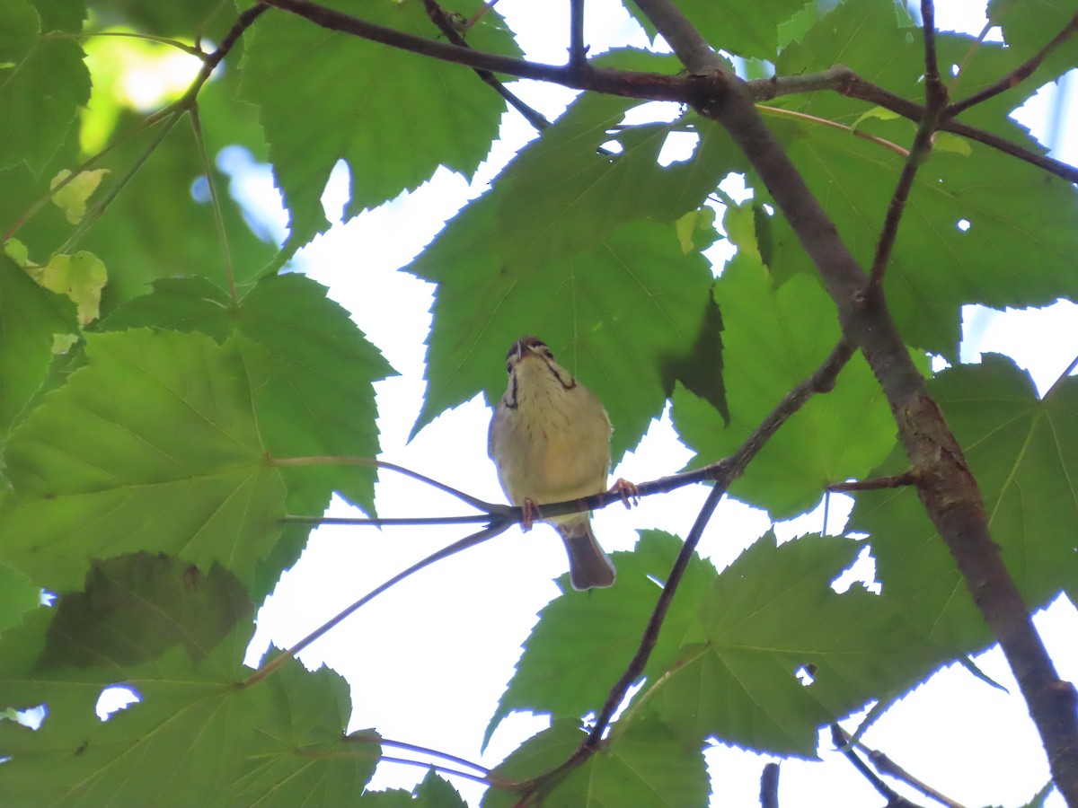 Taiwan Yuhina - ML620739842