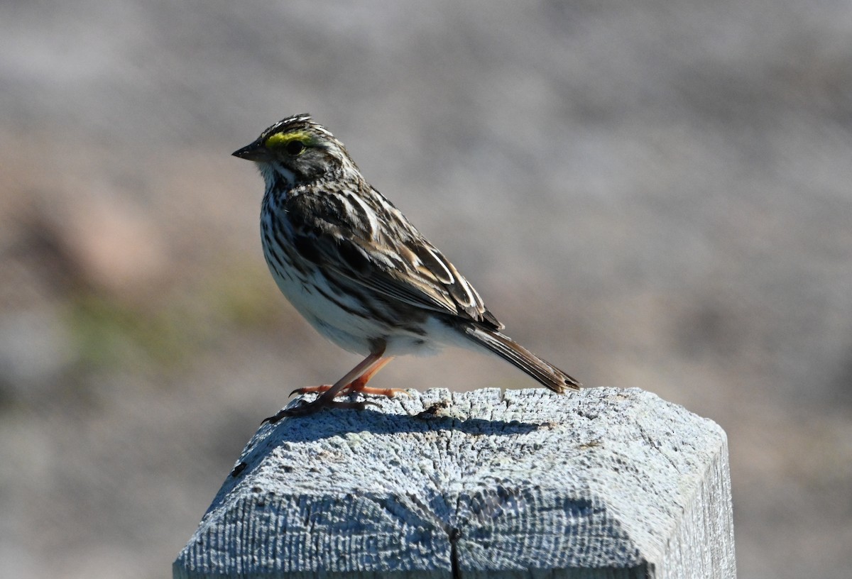 Savannah Sparrow - Lou Horwitz