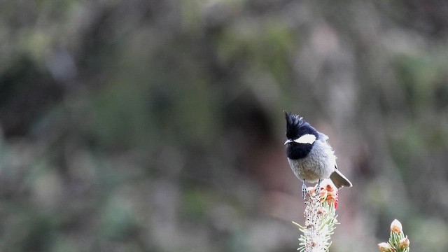 Rufous-vented Tit - ML620739848