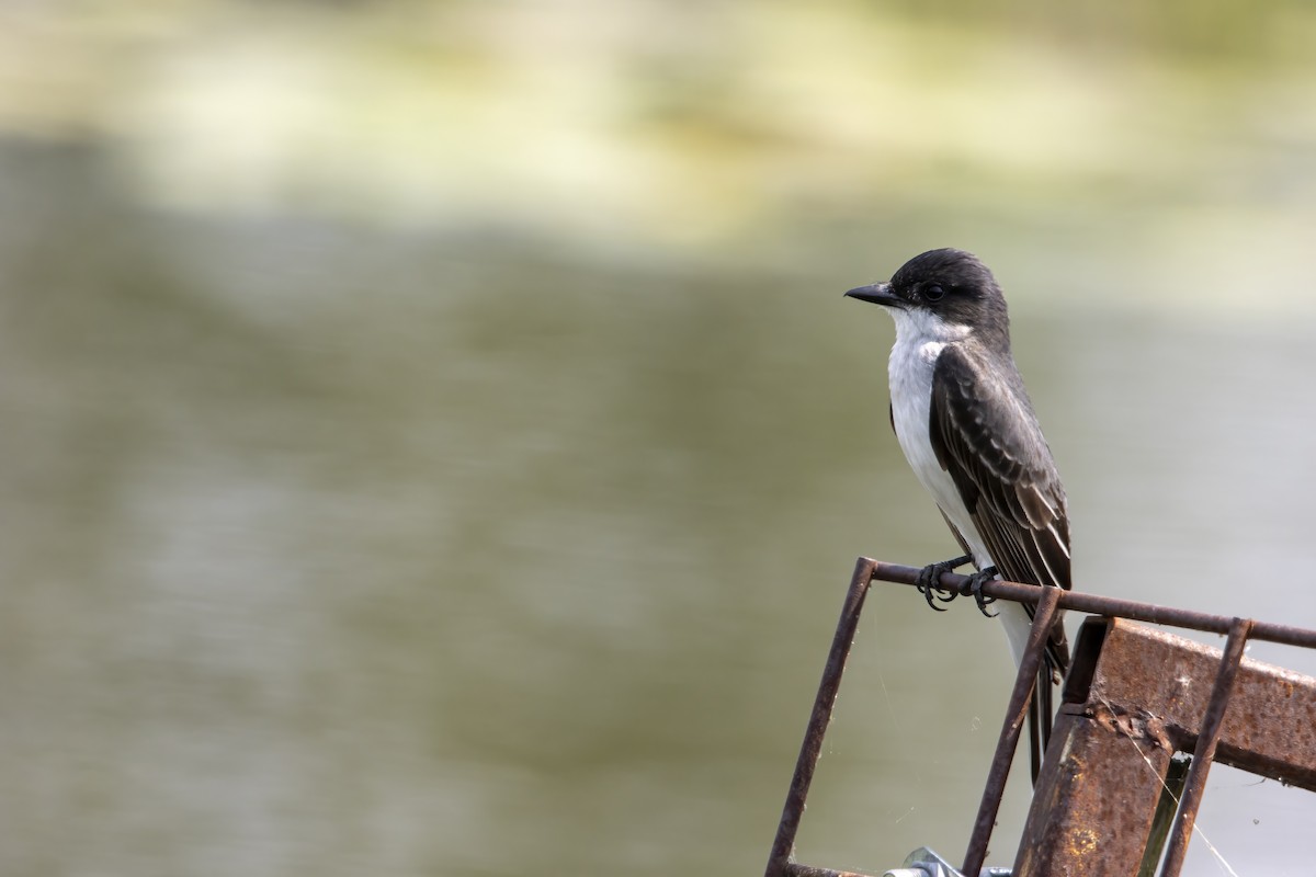 Eastern Kingbird - Cody Bassindale