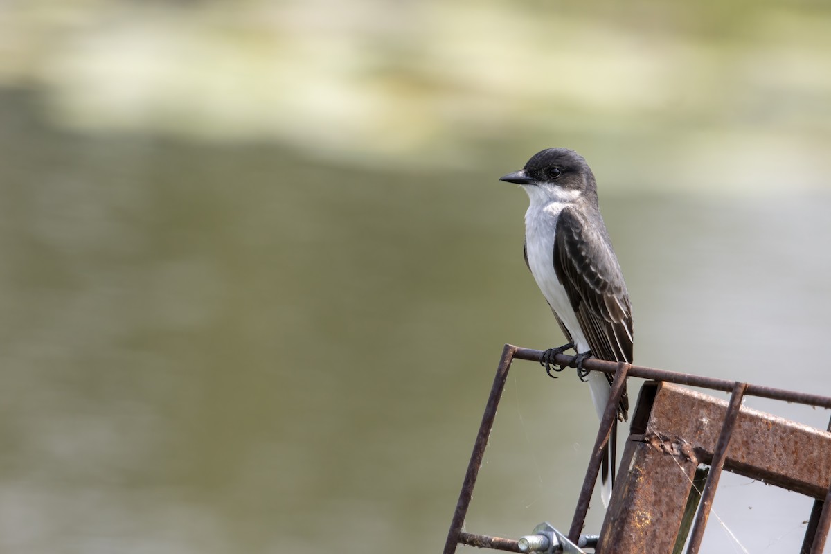 Eastern Kingbird - ML620739853