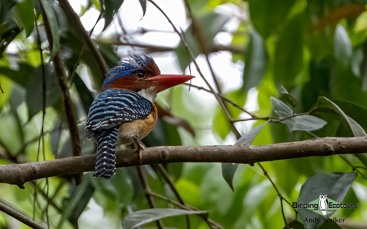 Banded Kingfisher (Banded) - ML620739858