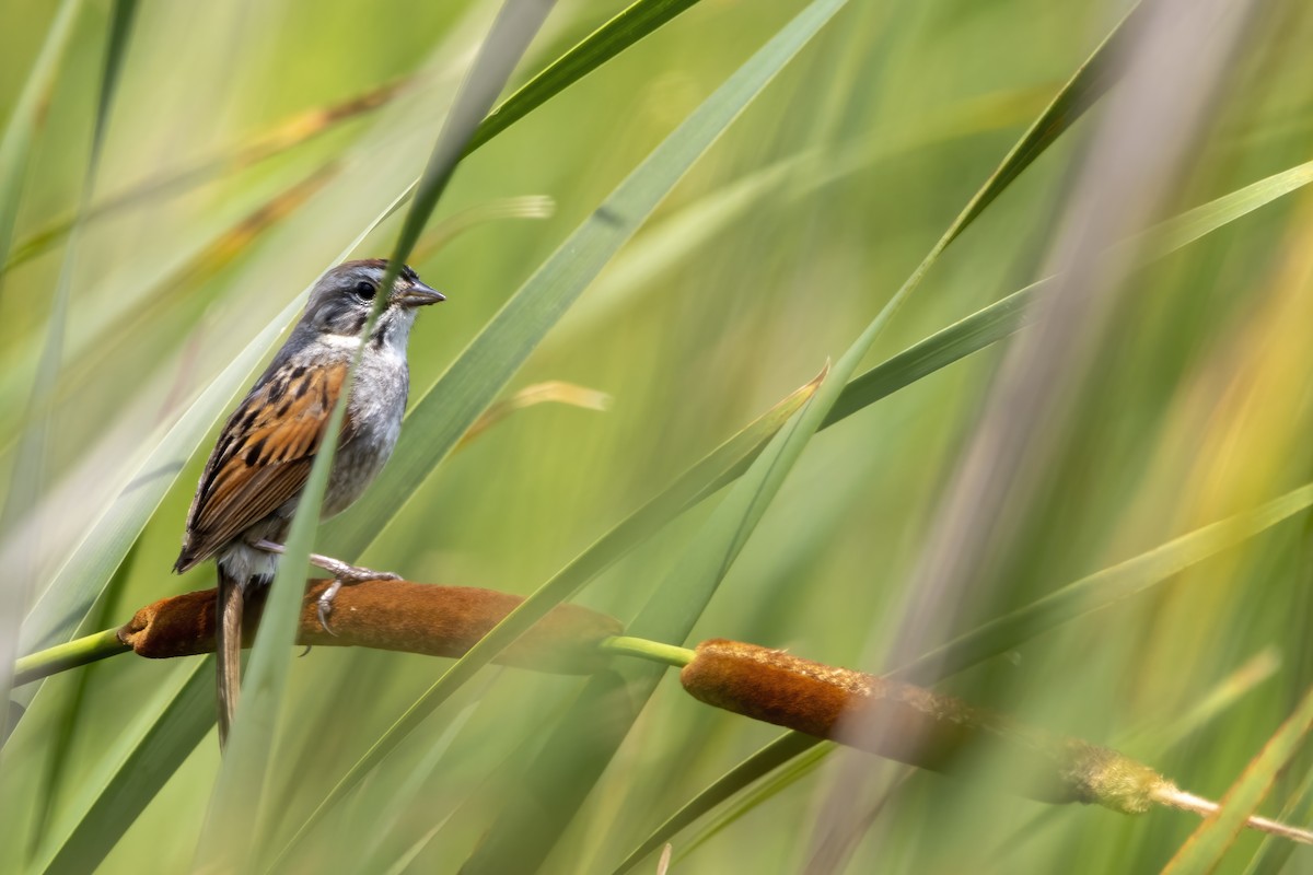 Swamp Sparrow - ML620739859