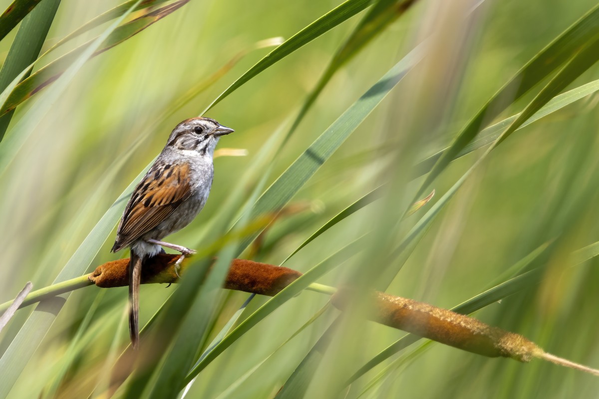 Swamp Sparrow - ML620739860