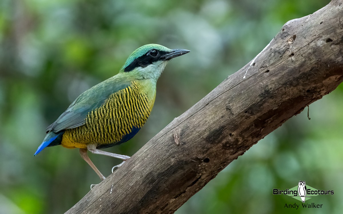 Bar-bellied Pitta - ML620739861