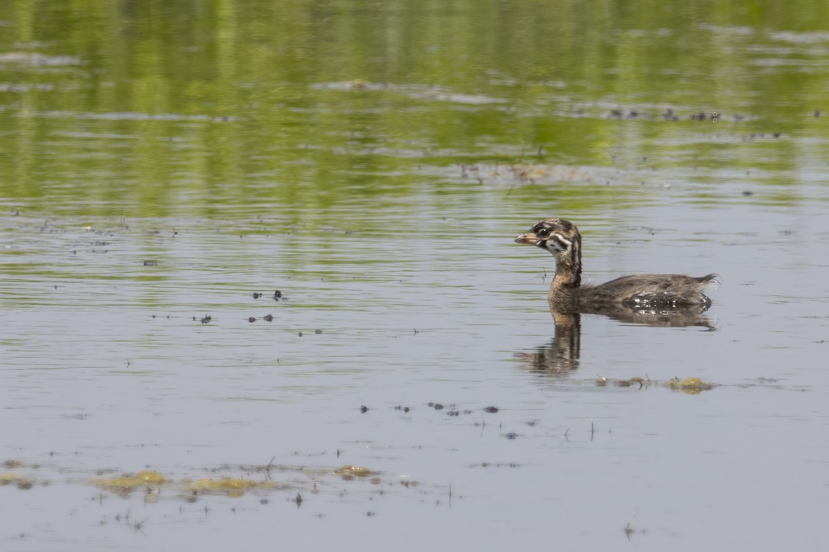 Pied-billed Grebe - ML620739863