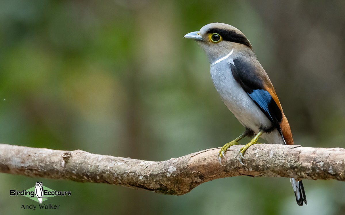 Silver-breasted Broadbill - ML620739885