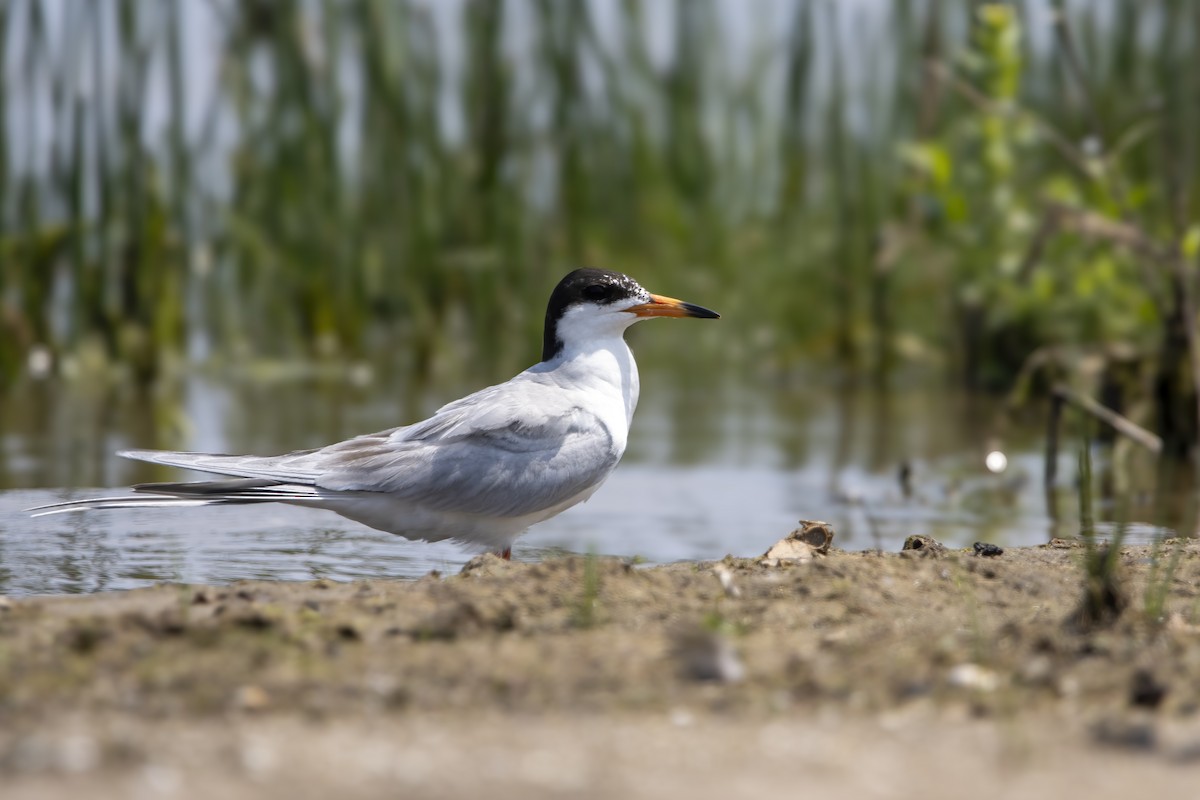 Forster's Tern - ML620739889