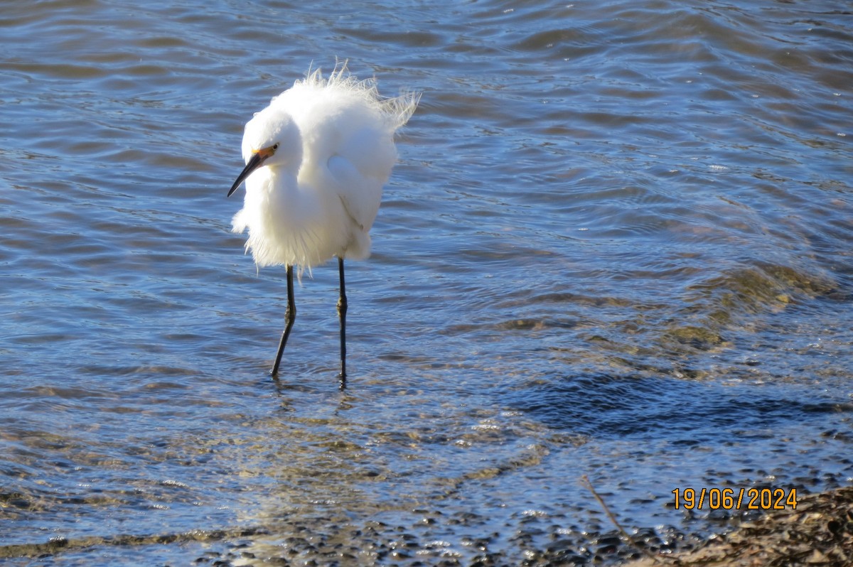 Little Egret - ML620739893