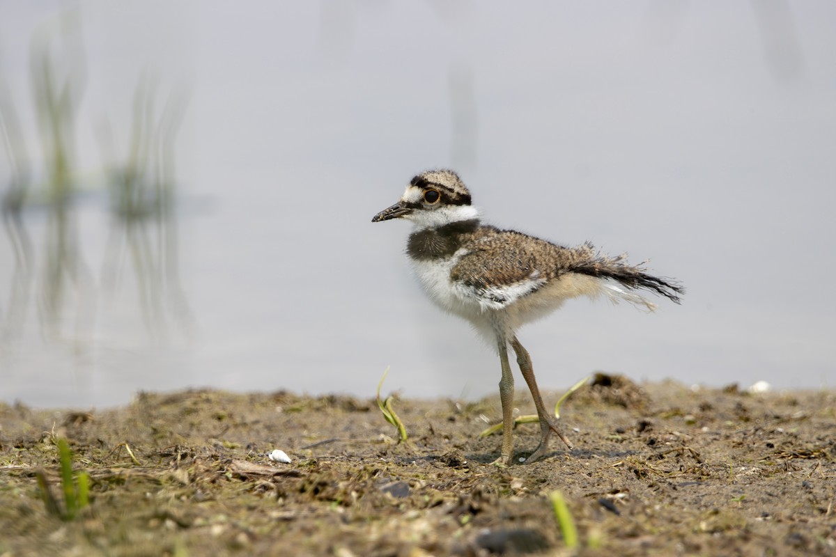 Killdeer - Cody Bassindale