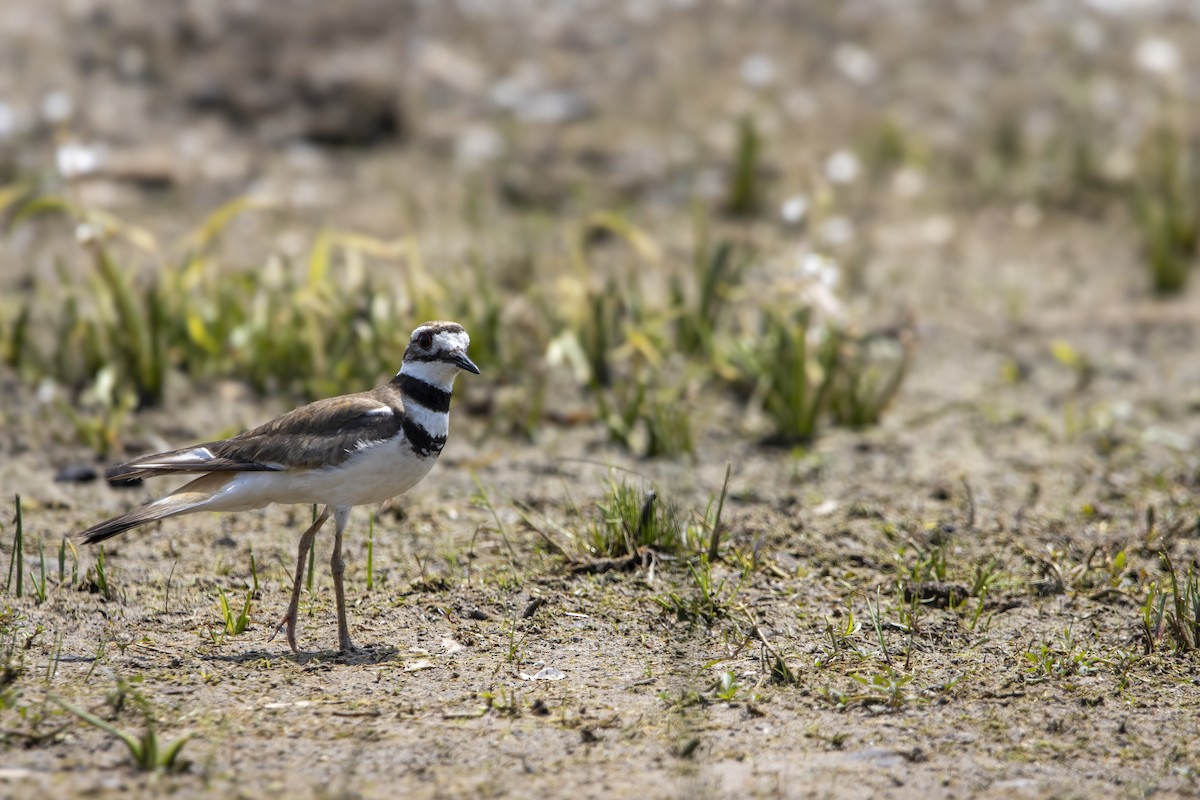 Killdeer - ML620739895