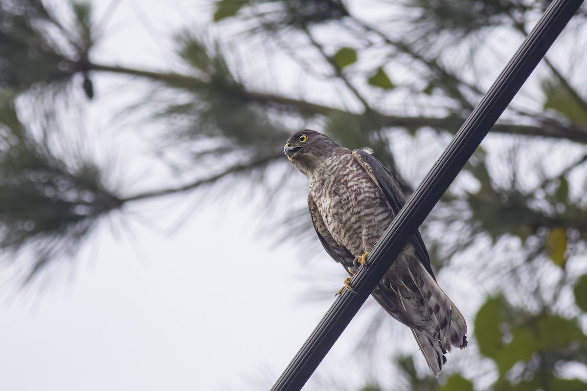 Japanese Sparrowhawk - ML620739898